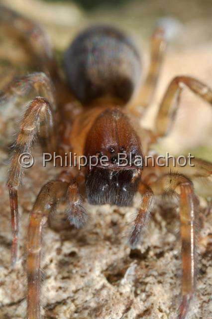 Amaurobiidae_0294.JPG - France, Araneae, Amaurobiidae, Araignée, Amaurobe (Amaurobius fenestralis), Lace webbed spider